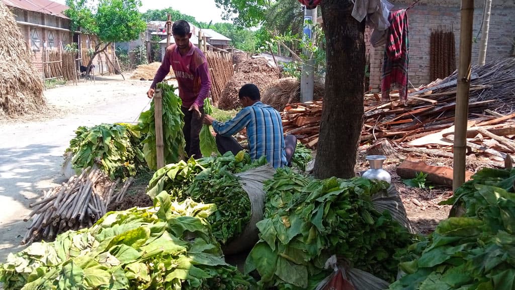 ফসলের বদলে তামাকে ঝোঁক