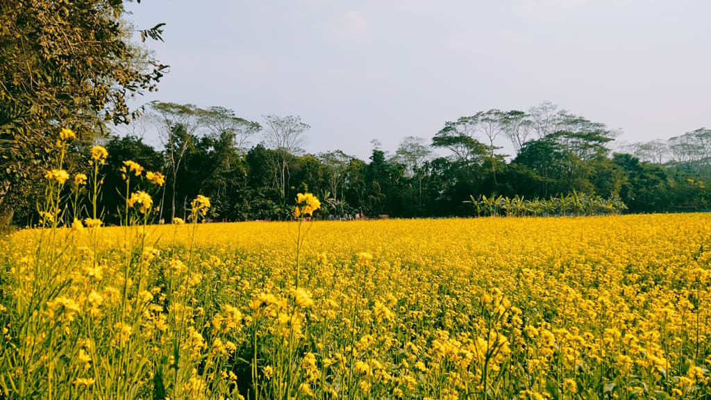 মাঠজুড়ে হলুদের সমারোহ