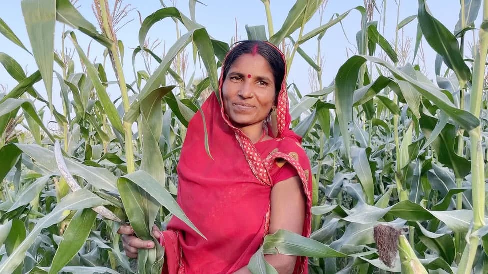 স্বামীদের অবর্তমানে ভারতের গ্রামীণ নারীদের পরিবারপ্রধান হয়ে ওঠার গল্প