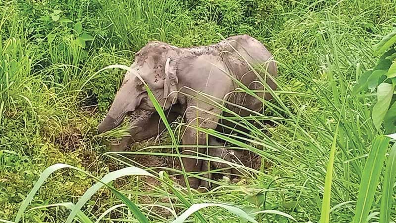 দুঃসময়ে খুশির খবর