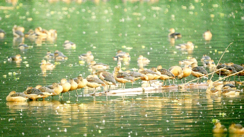 পরিযায়ী পাখিরা যেন নিরাপদে থাকে