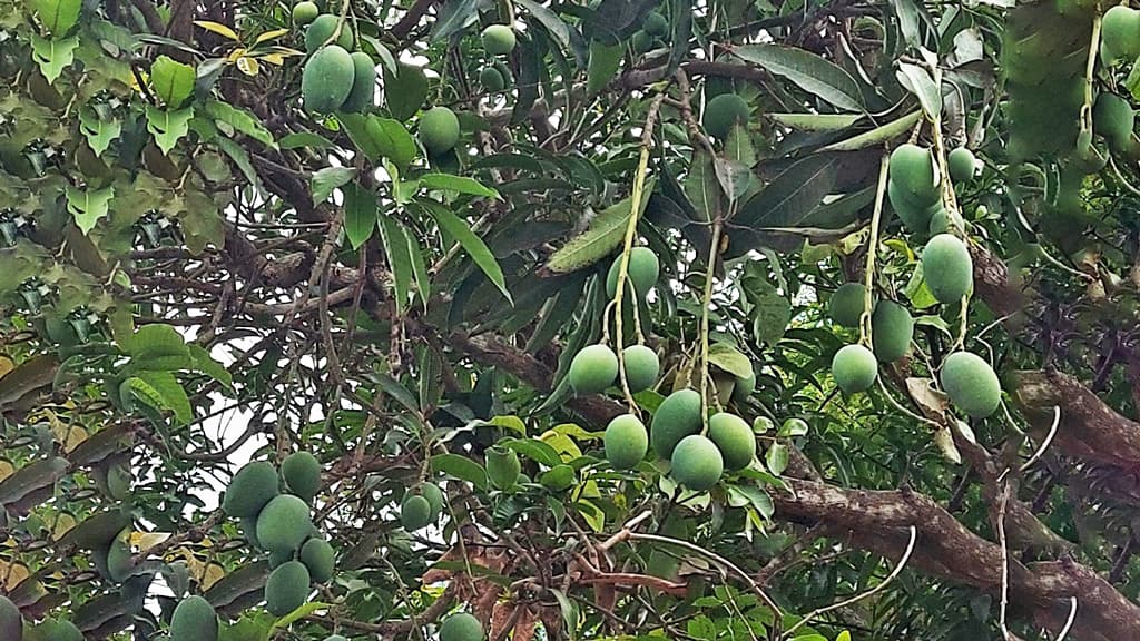 মৌসুমের শুরুর দিনে রাজশাহীর বাজারে আম নেই