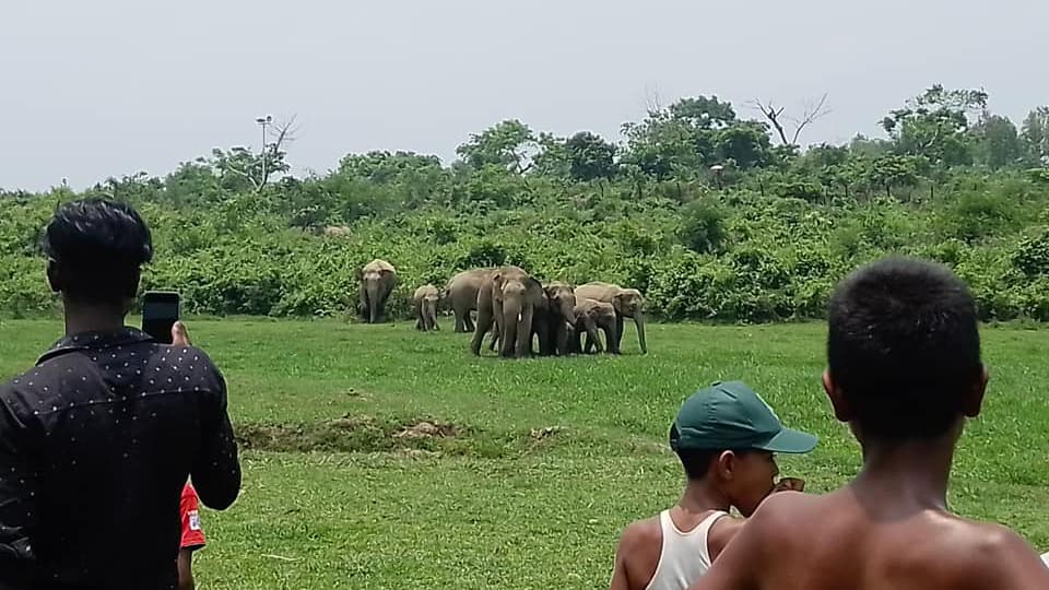 গারো পাহাড়ে বন্য হাতি আর মানুষের লড়াই শেষ হবে কবে