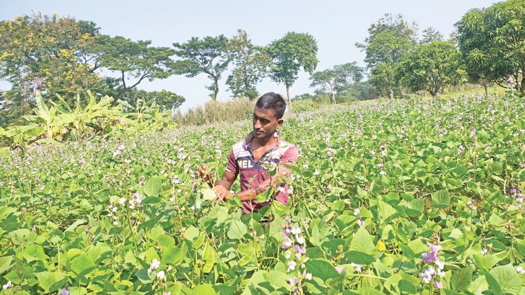 আগাম শিমে মিলছে লাভ