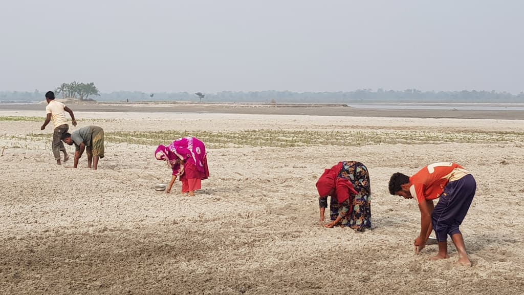 চরের কৃষিতে নারীরা ন্যায্য মজুরি বঞ্চিত