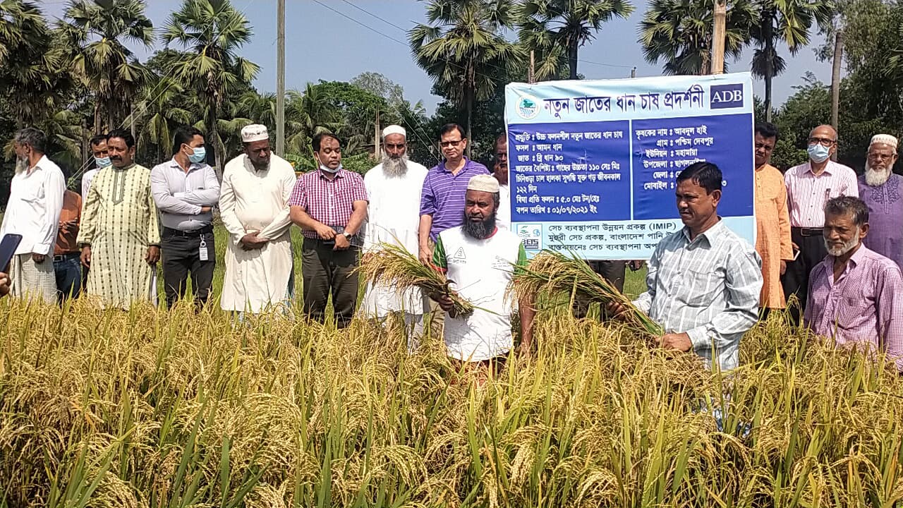 সুগন্ধি চিকন জাতের ব্রি-৯০ ধানের বাম্পার ফলন