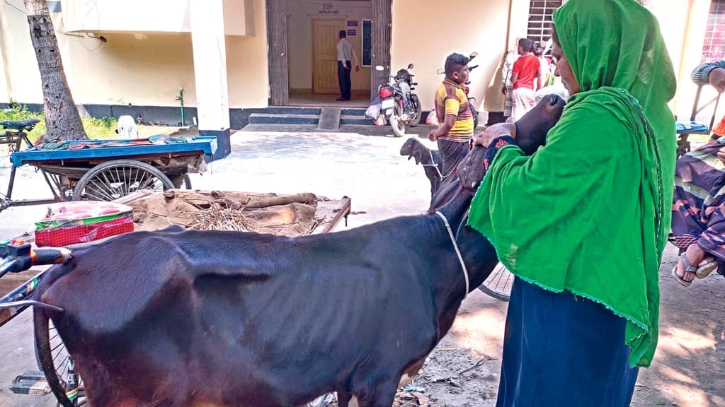 গবাদিপশুর চর্মরোগের প্রাদুর্ভাব চারঘাটে