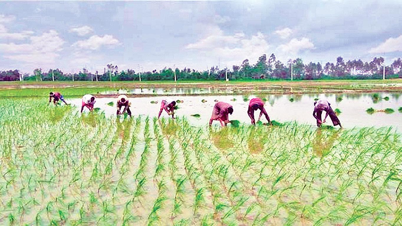 এবার বোরো ধানের ভাল ফলনের আশা