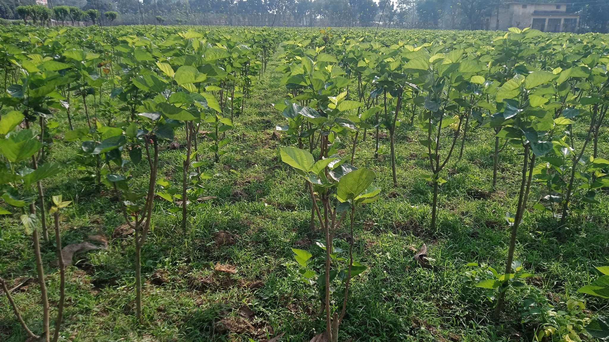 বগুড়ায় রেশম ডিম, গুটি উৎপাদন তলানিতে