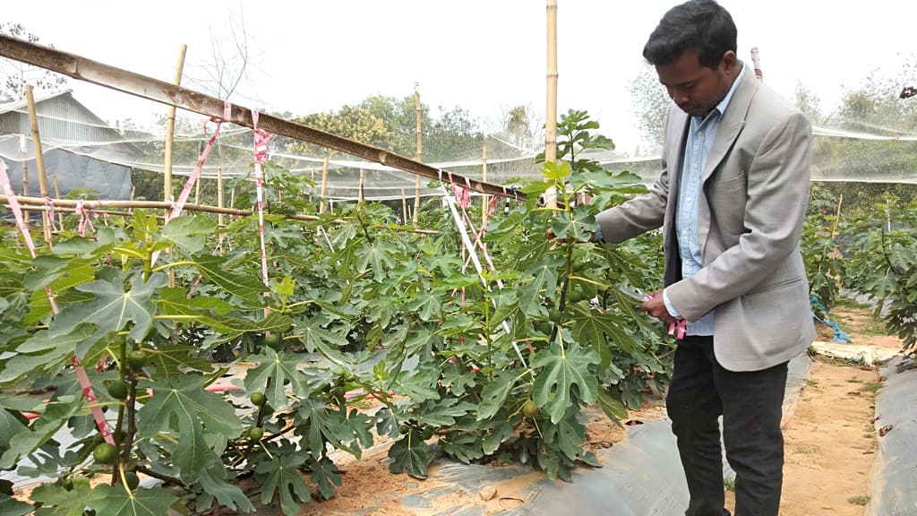 ত্বিন ফলের বাণিজ্যিক চাষে  স্বপ্ন বুনছেন মামুন