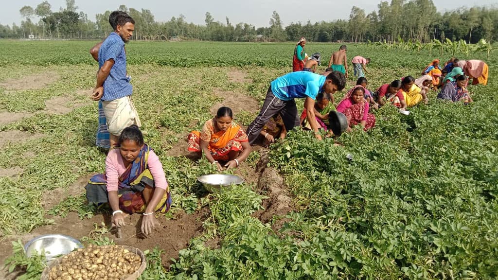 নীলফামারীতে মাঠ থেকে আলু তোলা শুরু