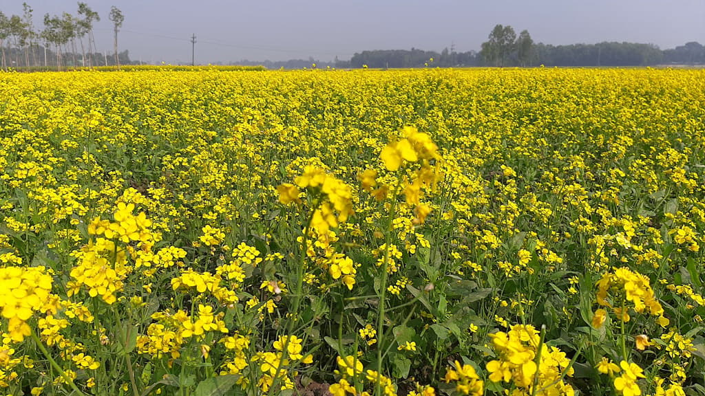 সরিষার বাম্পার ফলনের আশা