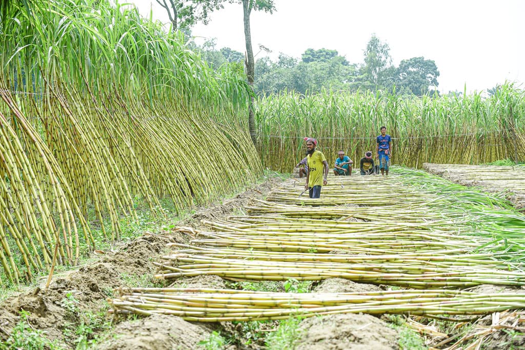 দিনের ছবি (১৯ আগস্ট, ২০২৪)