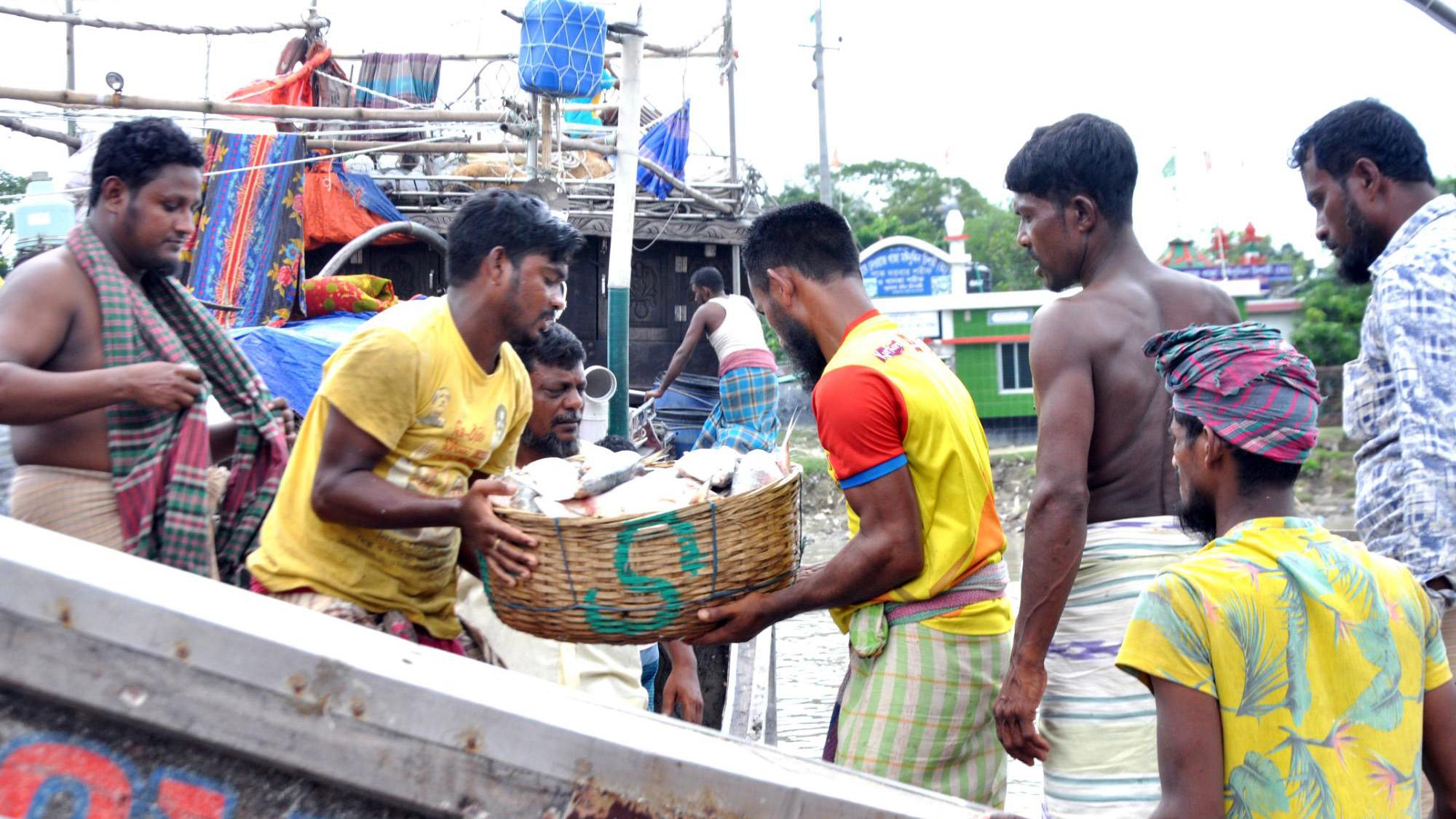 জোতে ধরা ঝাঁকে ঝাঁকে ইলিশ