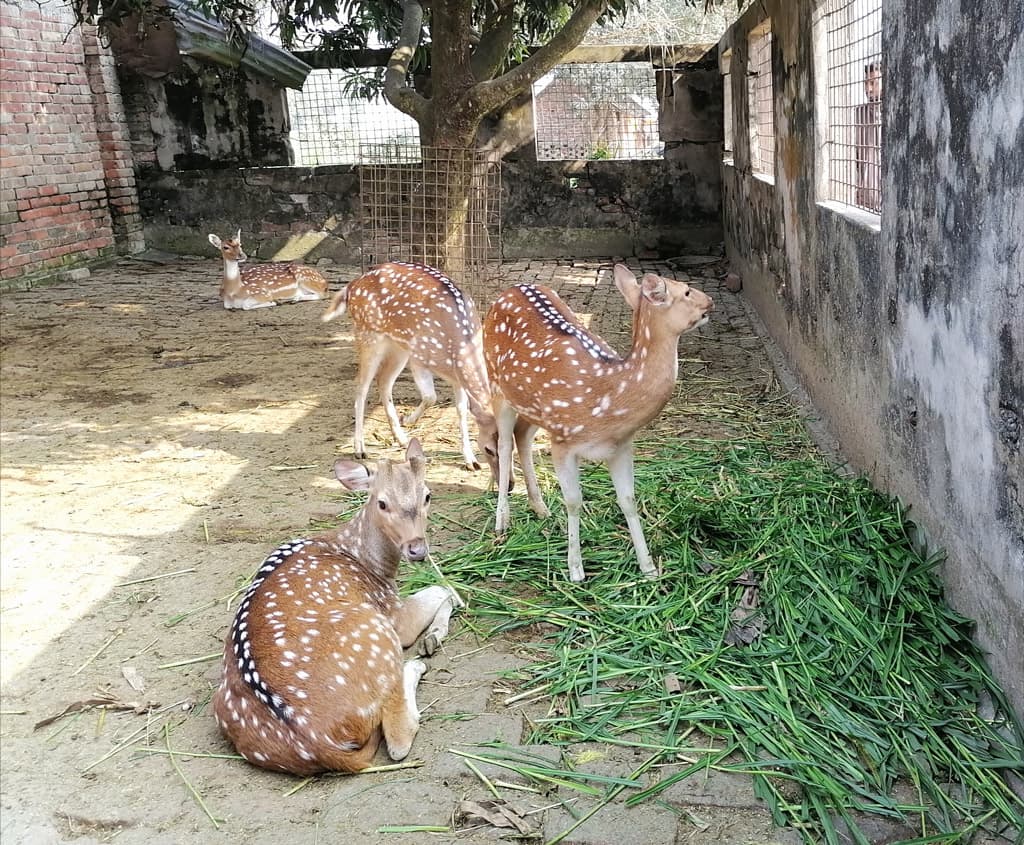 পাথরঘাটায় গুলিবিদ্ধ মৃত হরিণ উদ্ধার