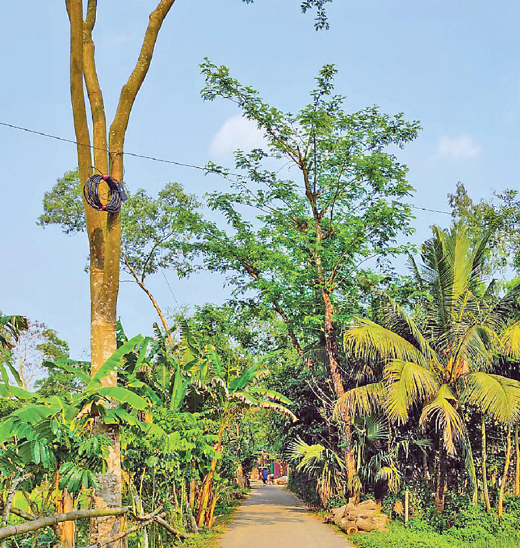 গাছ লাগাতে গাছ কাটা নয়