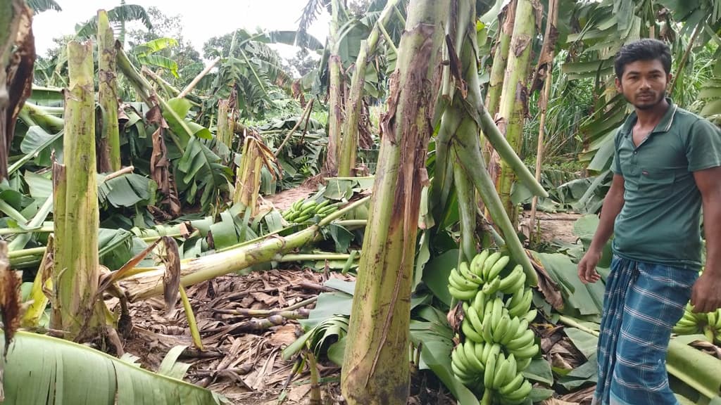 সিত্রাংয়ে ফসলের খেত ছত্রখান