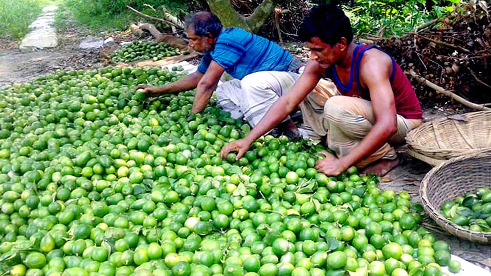 ঘিওরের দুই লেবু গ্রামে ভেসে বেড়ায় সুবাস