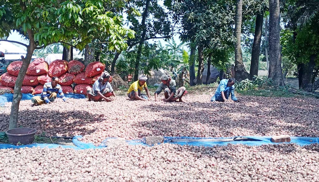 রাজবাড়ীতে পেঁয়াজ সংরক্ষণের দুশ্চিন্তা কাটছে, নির্মাণ হচ্ছে ২০ সংরক্ষণাগার