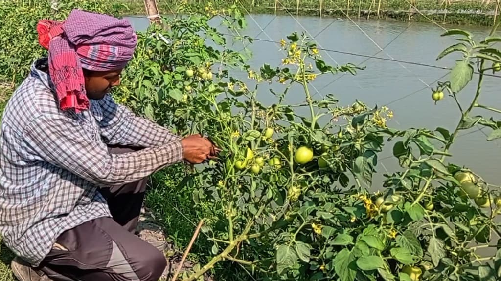 জোড় কলম টমেটোতে সাফল্য