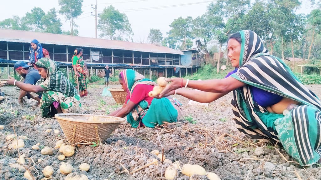 ঝুঁকি নিয়ে আলু চাষ  লাভের মুখে কৃষক