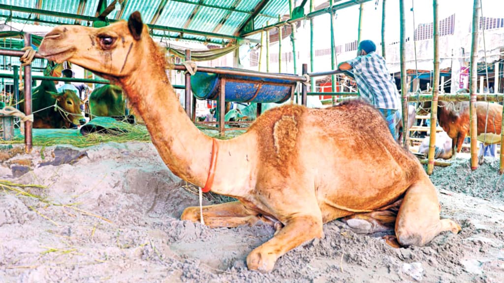 আজ থেকে রাজধানীর অস্থায়ী পশুর হাটে শুরু হচ্ছে কেনা–বেচা