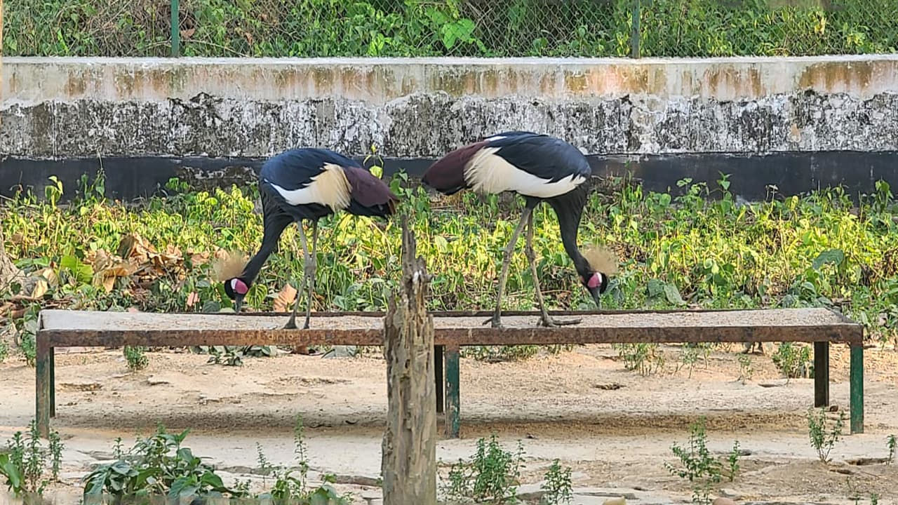 বঙ্গবন্ধু সাফারি পার্ক: দর্শনার্থীদের আনন্দ দিচ্ছে মুকুটযুক্ত সারস পাখি