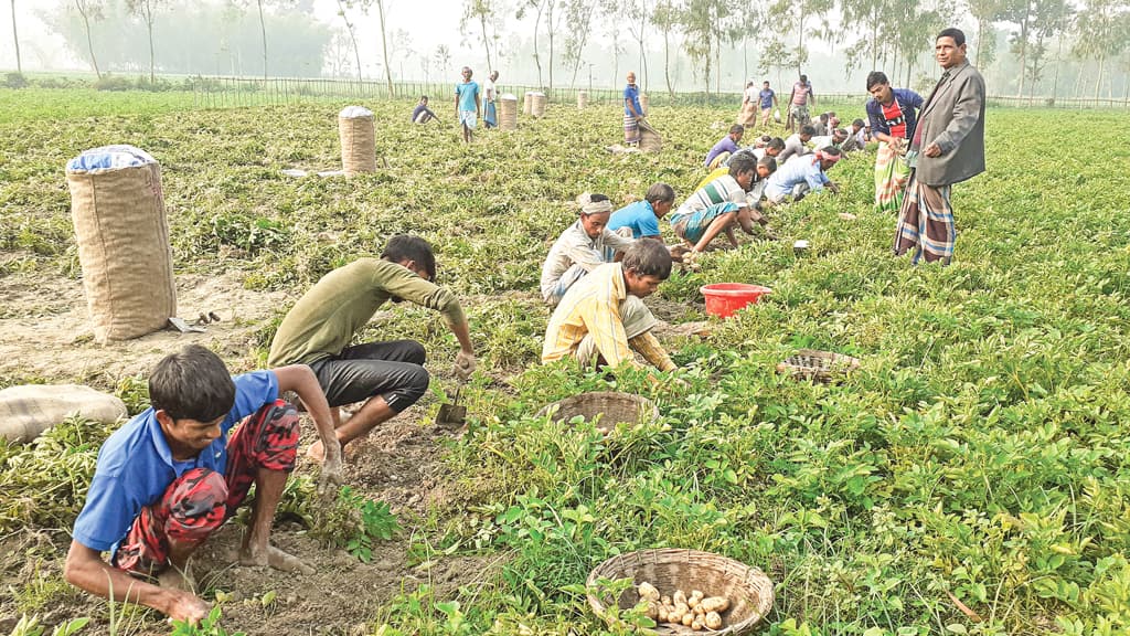 ব্যাপক ফলন, দাম কম  আলু নিয়ে বিপাকে চাষি