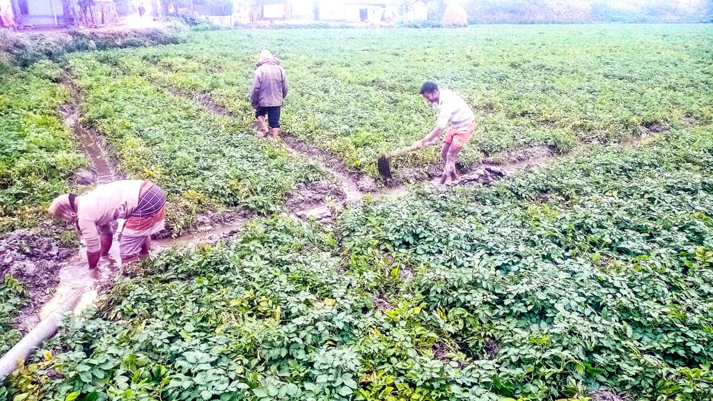 আলুর খেত বাঁচাতে পানি অপসারণে ব্যস্ত কৃষকেরা