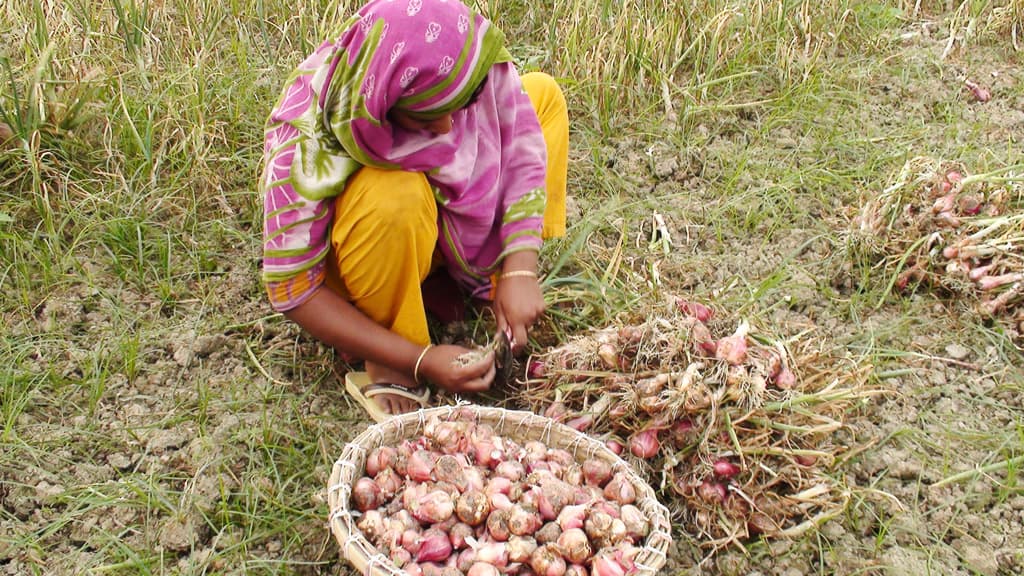 রৌমারীতে ২৫৪ হেক্টর জমিতে পেঁয়াজ চাষ