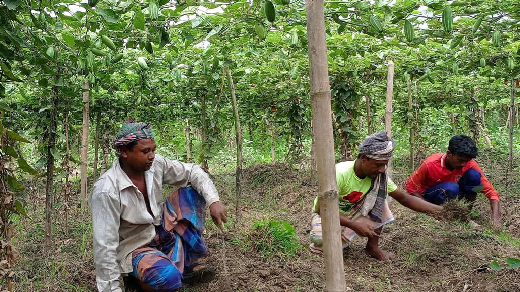 পটোল চাষে কৃষকের হাসি