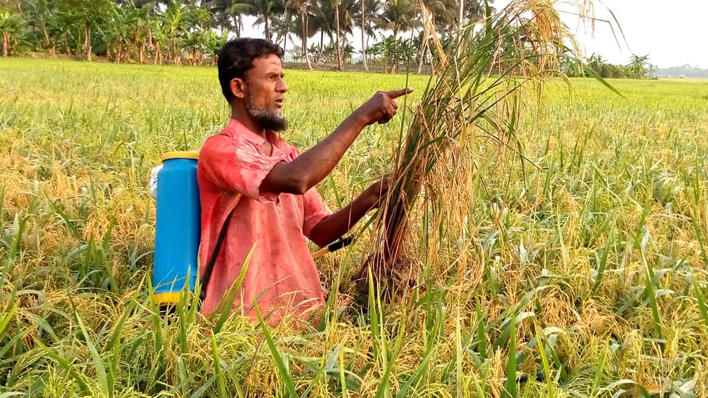 ব্লাস্টে দিশেহারা কৃষক