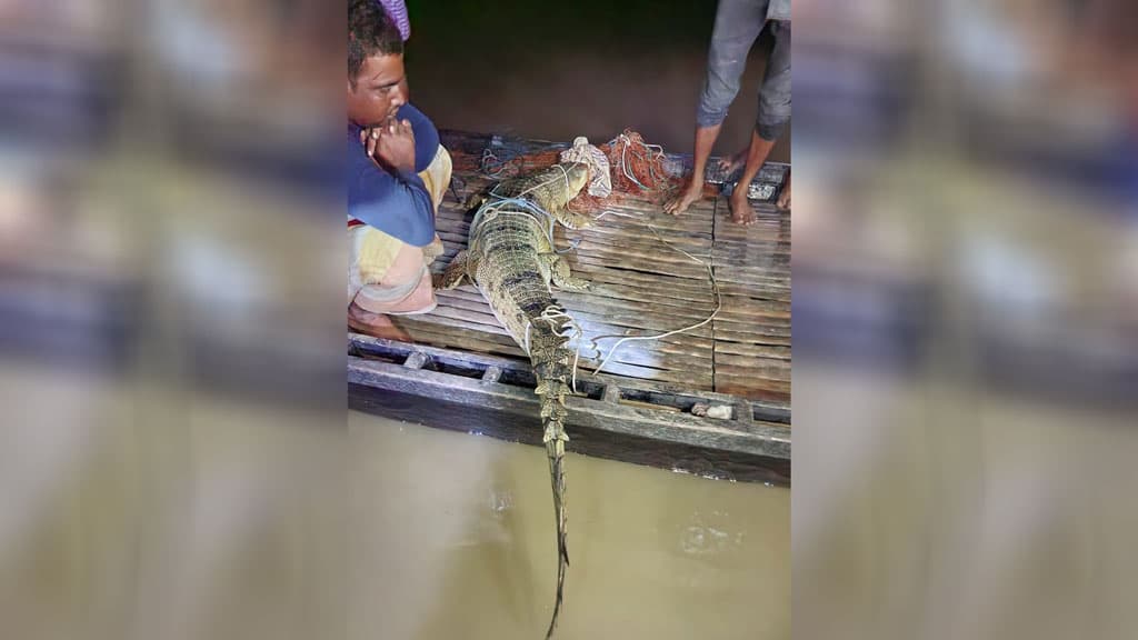 ভেড়ামারায় পদ্মায় জেলের জালে ঘড়িয়াল