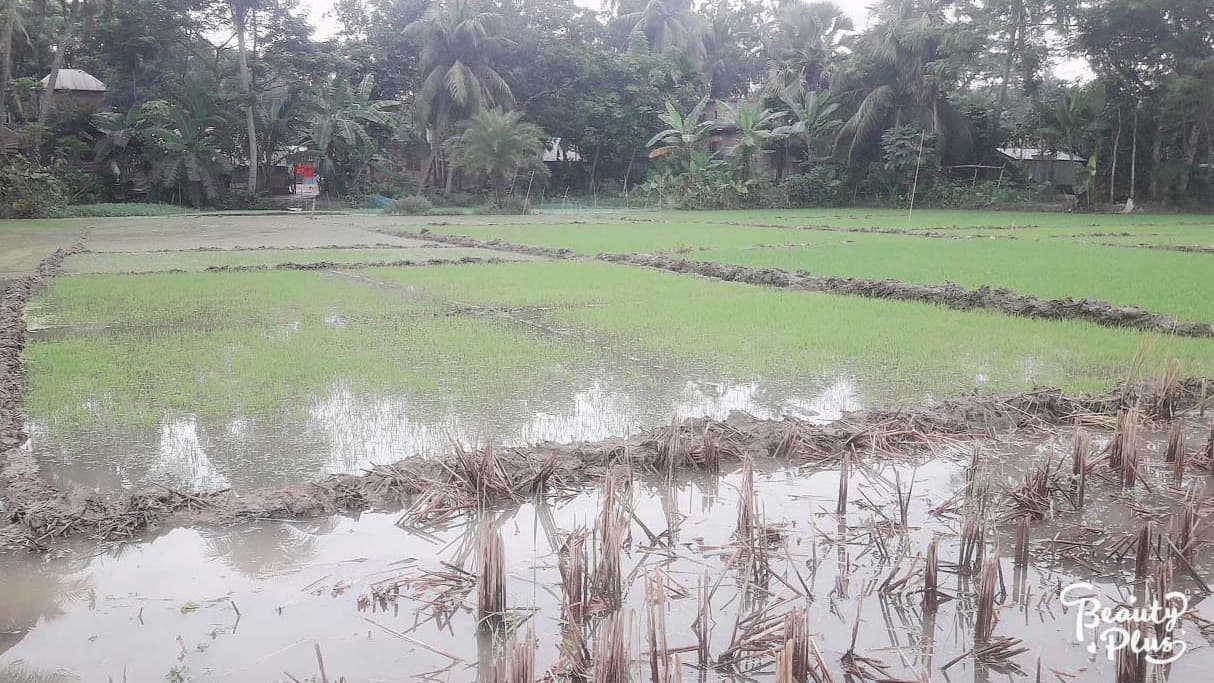 ছয় হাজার হেক্টর জমির ফসল নষ্ট হওয়ার আশঙ্কা