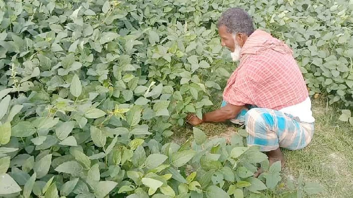 সয়াবিনে চাষির মুখে হাসি