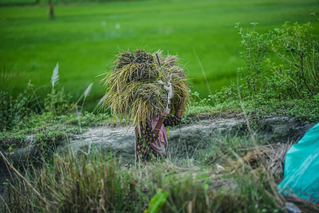 দিনের ছবি (১০ অক্টোবর, ২০২৩)