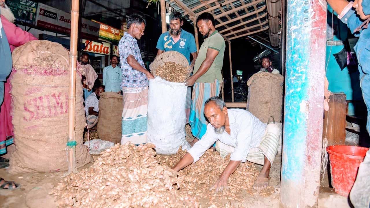 তারাগঞ্জে আদার দাম কম লোকসানে চাষির মুখ মলিন