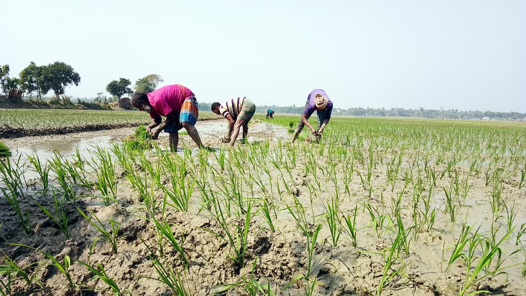 বোরো আবাদে খরচ বেড়ে ২৫ শতাংশ