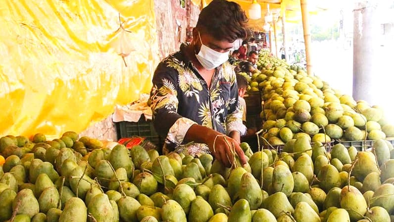 ফজলি আমের চেয়ে বেগুন, আলু, পটোলের দাম বেশি