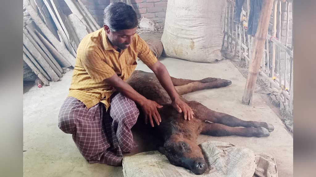 গাংনীতে ছড়িয়ে পড়েছে লাম্পি স্কিন ডিজিজ, মারা গেছে বেশ কিছু গরু