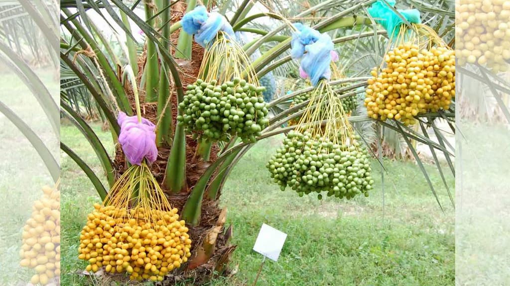 সৌদি খেজুর চাষে ৫০ লাখ টাকা ঋণ দেবে সরকার