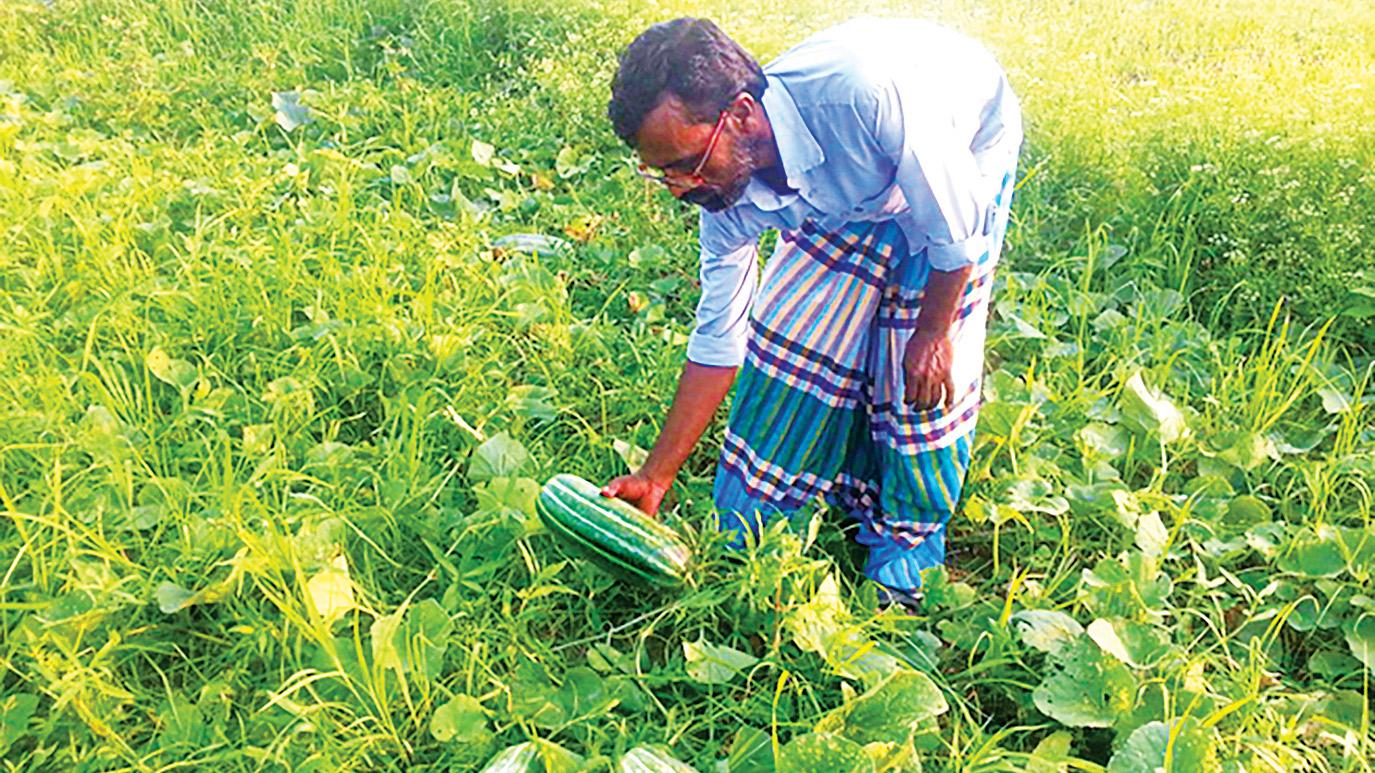 বাঙ্গি চাষে কৃষকের হাসি