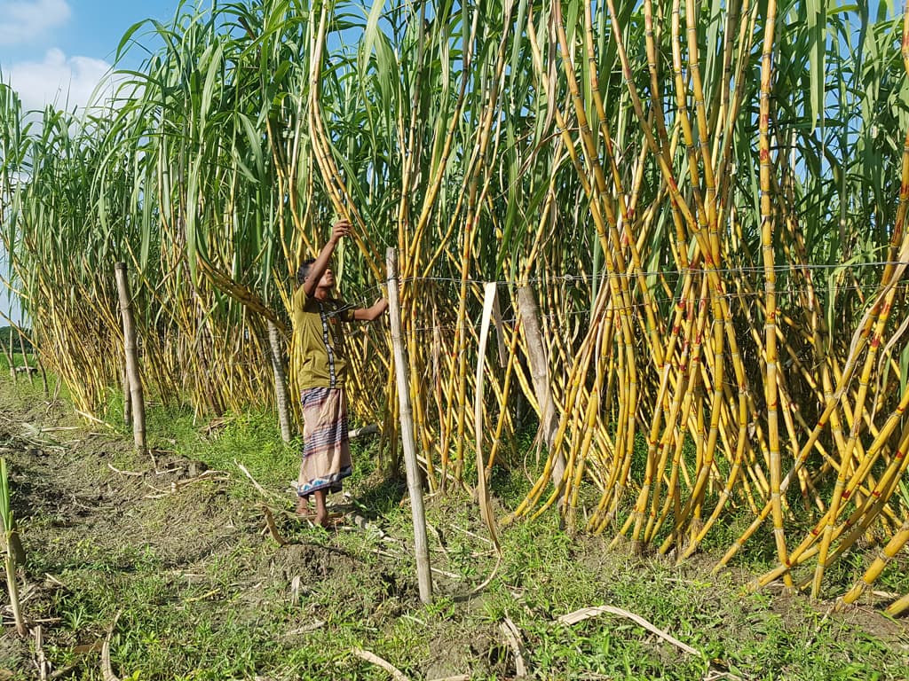 ভালো ফলনেও আখ চাষে আগ্রহ হারাচ্ছেন কৃষকেরা