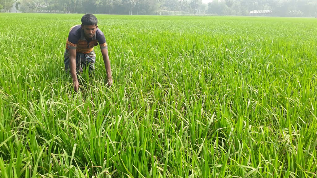 ‘লিফ ব্লাস্টে’ বোরোর ক্ষতি