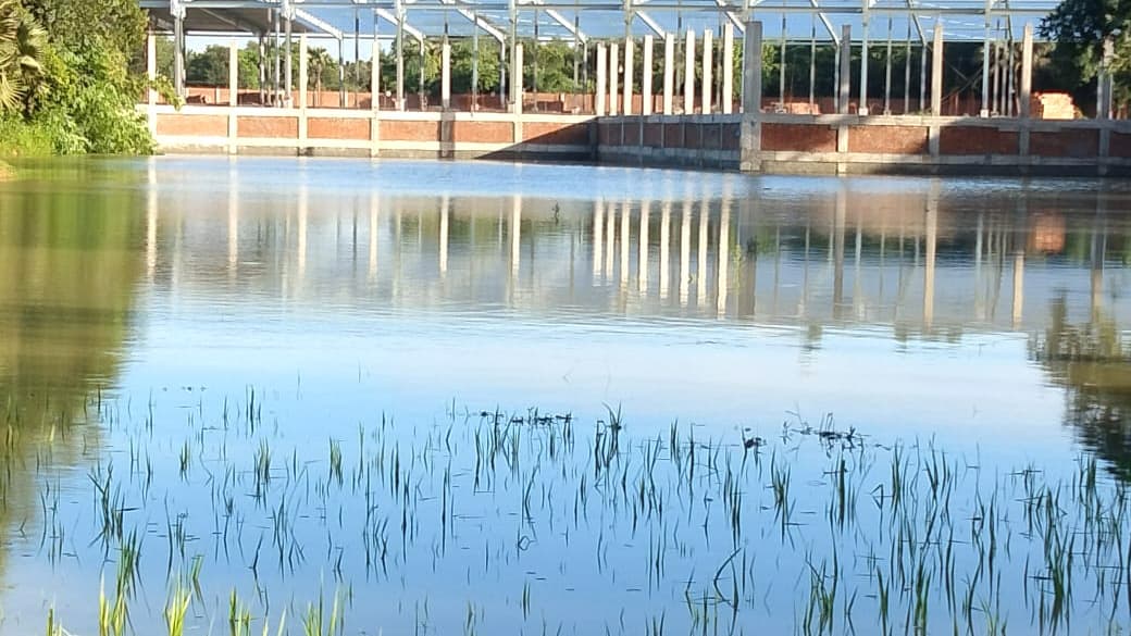 জলাধার বন্ধ করে প্রাচীর পানির নিচে খেতের ধান