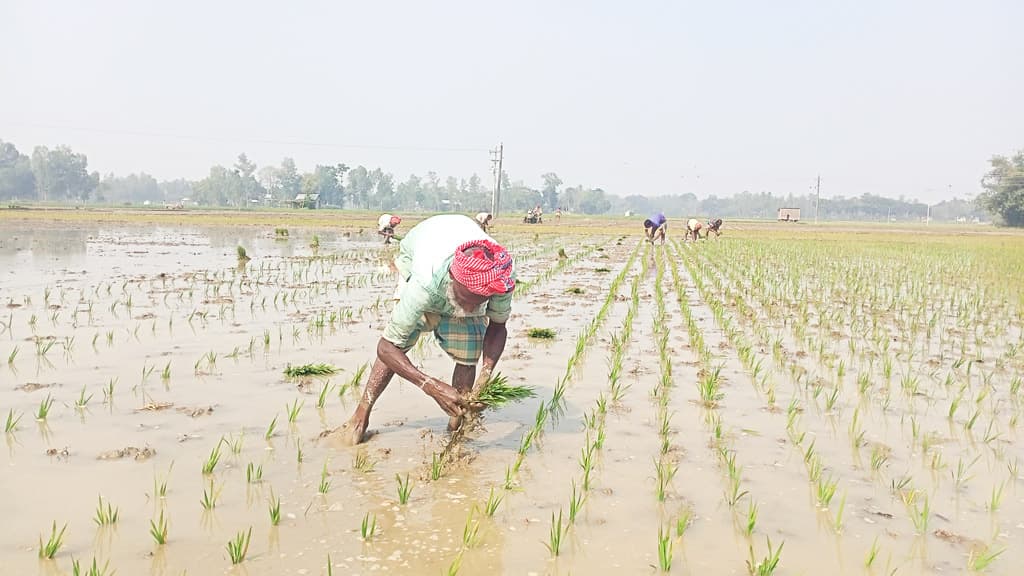 বোরো চাষে খরচ বেড়েছে