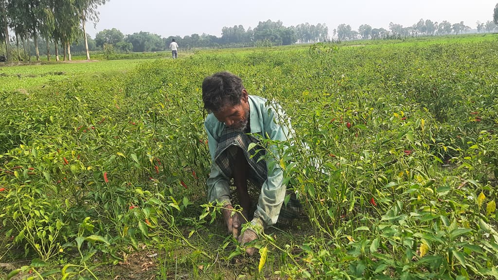 মরিচের টেপা পচা রোগে দুশ্চিন্তায় কৃষকেরা