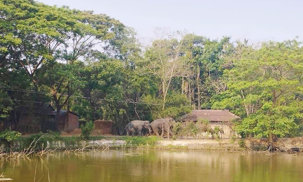 পাহাড়ে খাবার সংকটে লোকালয়ে হাতি, আক্রমণে নারীসহ নিহত ২