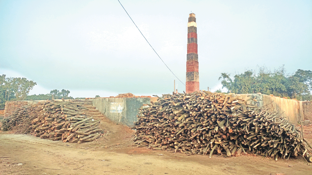 অবৈধ ইটভাটায় পুড়ছে কাঠ