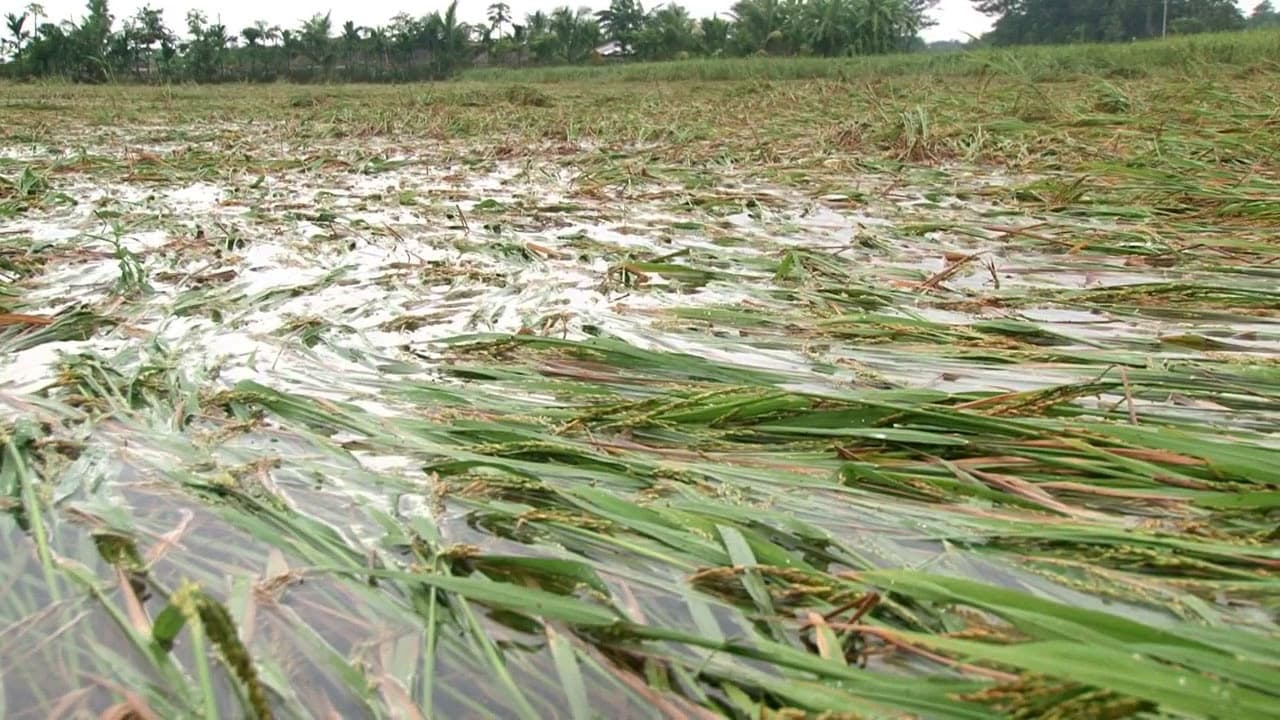 বৃষ্টিতে ফসলের ক্ষতি কৃষকের হতাশা